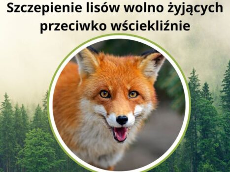 Dodatkowa akcja szczepień lisów przeciwko wściekliźnie